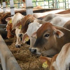 Hukum Menyembelih Qurban Setelah Hari Tasyrik
