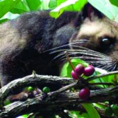Minum Kopi Luwak