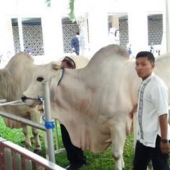 Hewan Kurban untuk Masjid