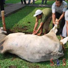Hewan Qurban Bercampur dengan Milik Orang Lain, Hukumnya?