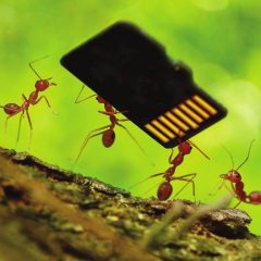 Bukan Hanya Manusia, Berikut Bukti Semut Juga Makhluk Sosial!