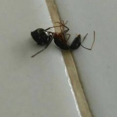 Bangkai Semut dapat Menajiskan?