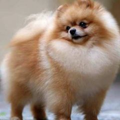 Anak Berpostur Anjing