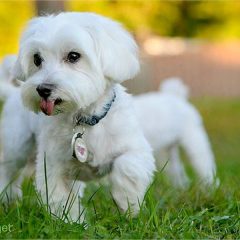 Menyentuh Anjing ketika Kering